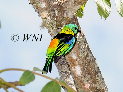 Green-headed Tanager (Tangara seledon)